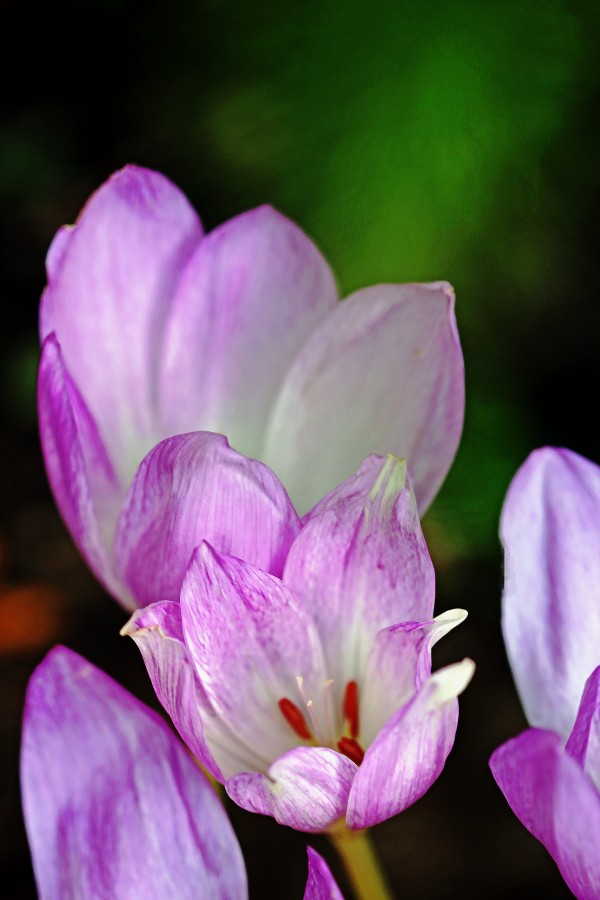 Fall Crocus by Deb Oppermann